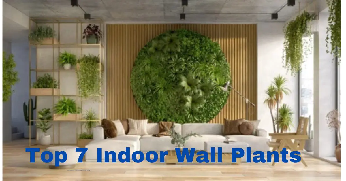 indoor wall plants