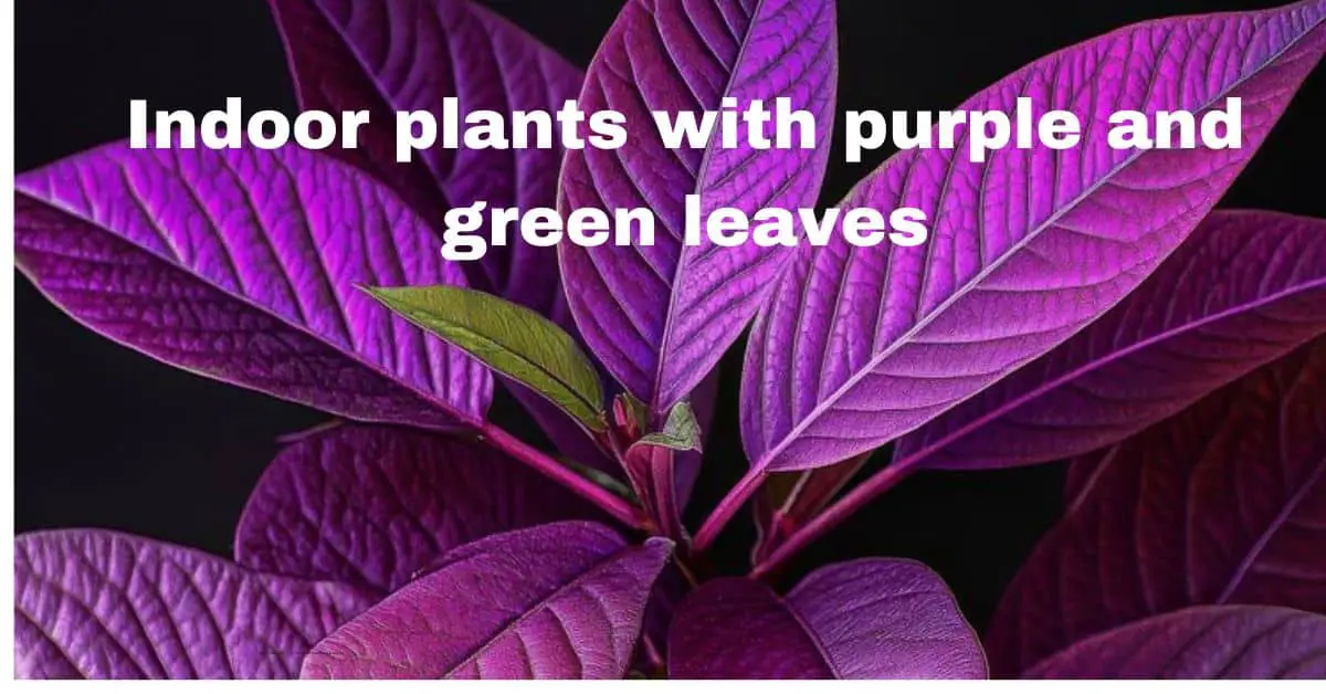 Indoor Plants with Purple and Green Leaves: