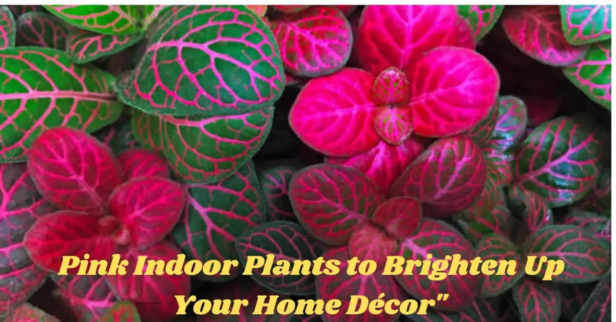 Pink Indoor Plants to Brighten Up Your Home Décor"