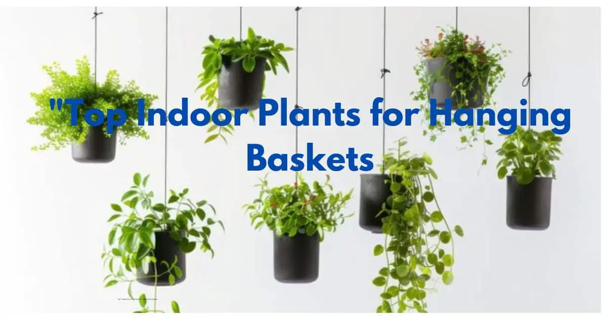 "Top Indoor Plants for Hanging Baskets: