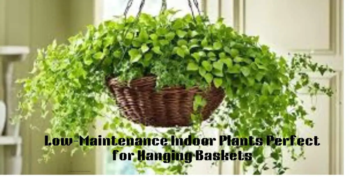 Low-Maintenance Indoor Plants Perfect for Hanging Baskets