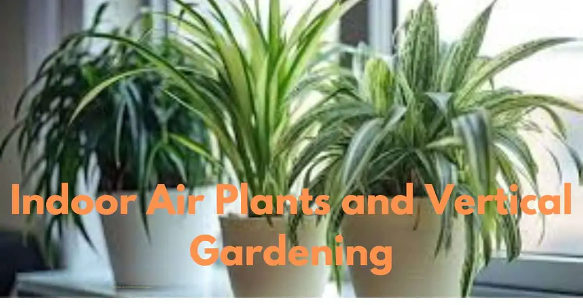 "Indoor Air Plants and Vertical Gardening