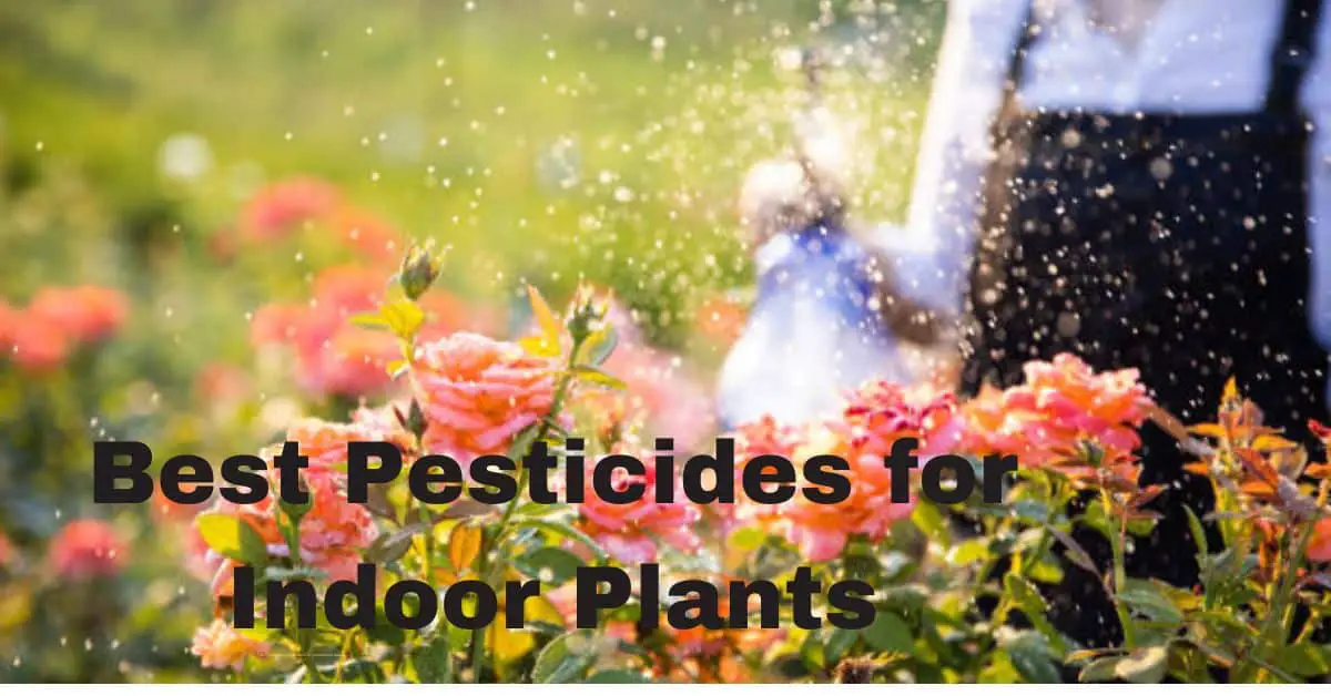 Best Pesticides for Indoor Plants: Keep Your Greenery Pest-Free