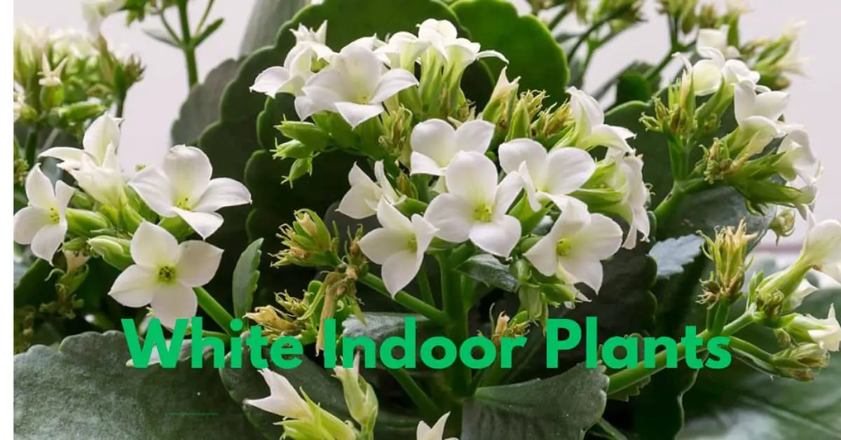 "White Indoor Plants: Elegant Choices to Brighten Up Your Space"