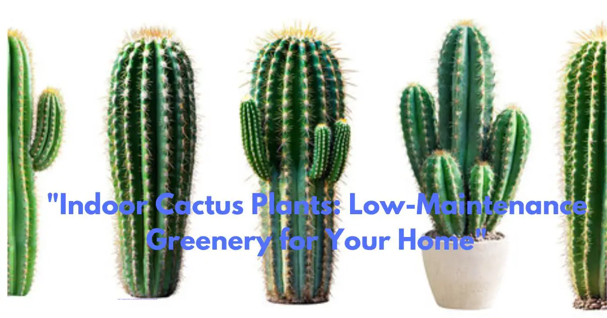 "Indoor Cactus Plants: Low-Maintenance Greenery for Your Home"