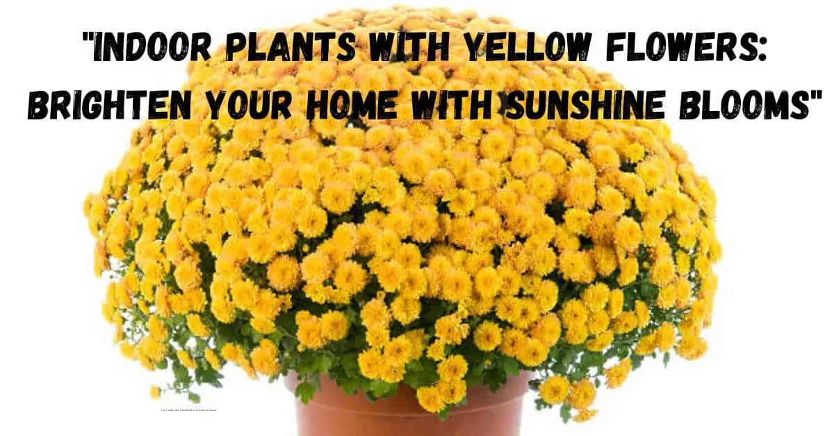 "Indoor Plants with Yellow Flowers: Brighten Your Home with Sunshine Blooms"