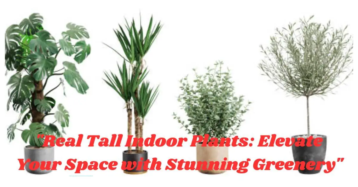 "Real Tall Indoor Plants: Elevate Your Space with Stunning Greenery"