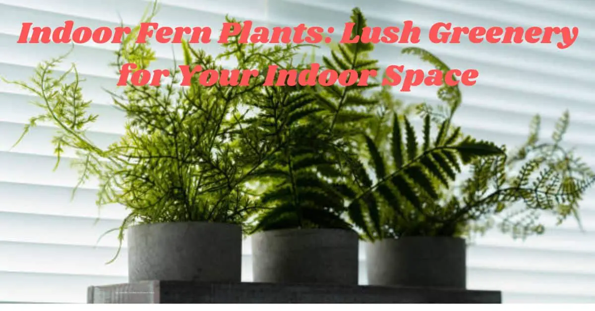 Indoor Fern Plants: Lush Greenery for Your Indoor Space