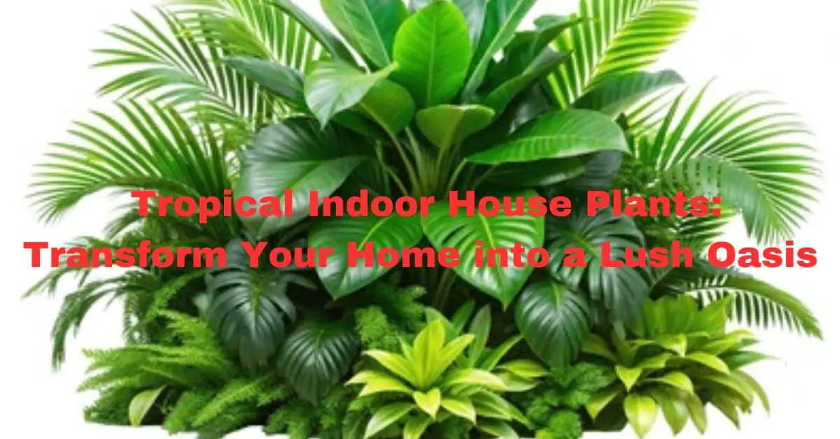 Tropical Indoor House Plants: Transform Your Home into a Lush Oasis