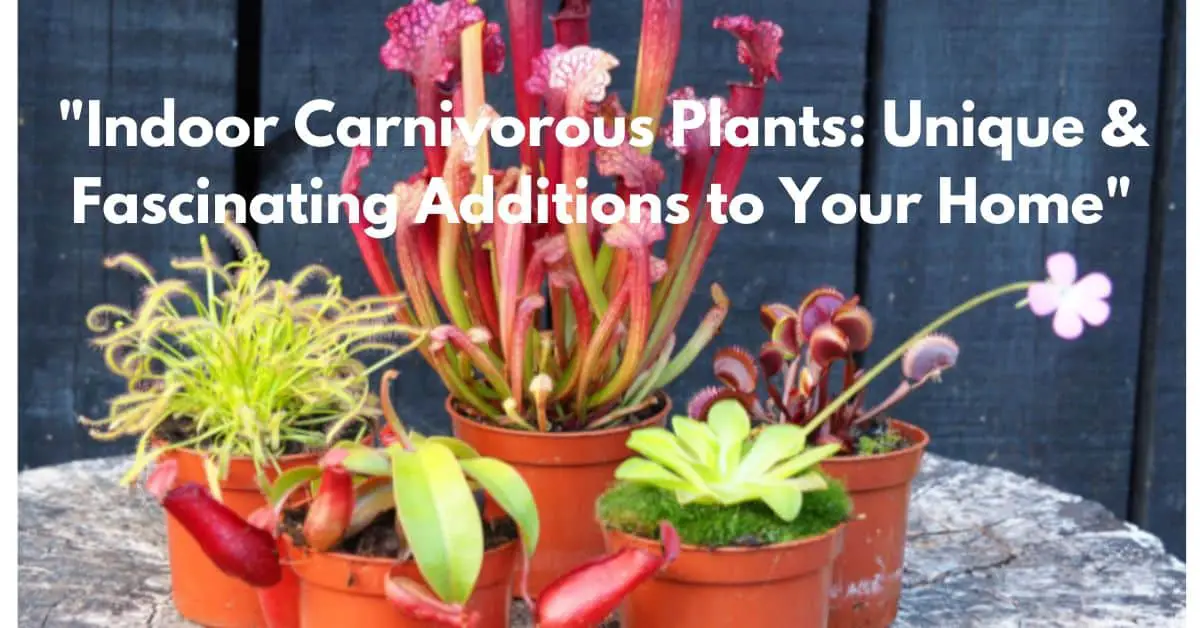 "Indoor Carnivorous Plants: Unique & Fascinating Additions to Your Home"