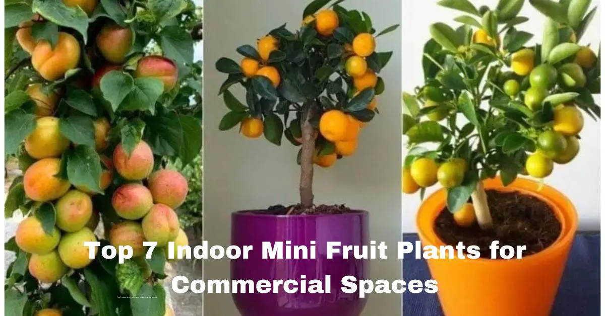 indoor mini fruit plants