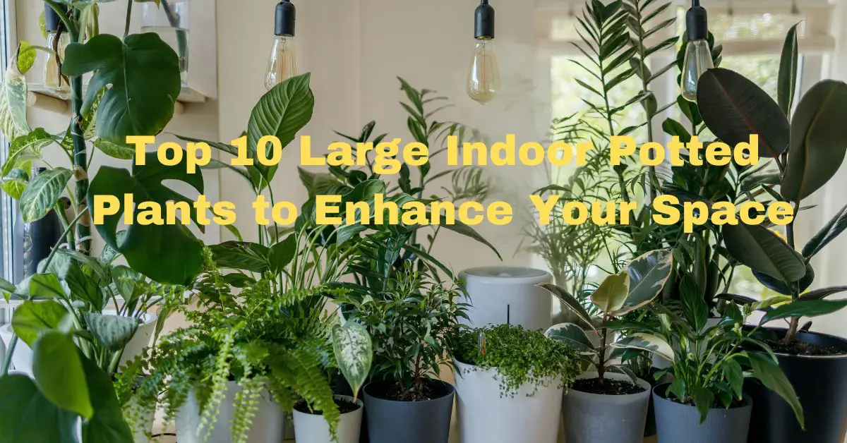 Top 10 Large Indoor Potted Plants to Enhance Your Space