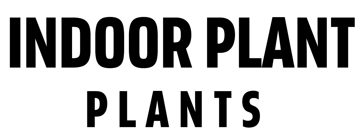 Indoor plants and vertical gardening 