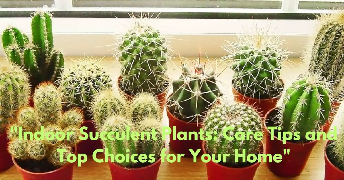 "Indoor Succulent Plants: Care Tips and Top Choices for Your Home"