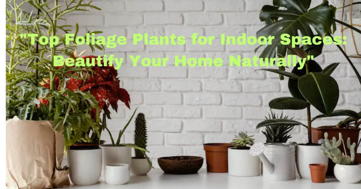 Top Foliage Plants for Indoor Spaces: Beautify Your Home Naturally