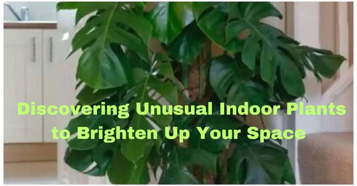 Discovering Unusual Indoor Plants to Brighten Up Your Space