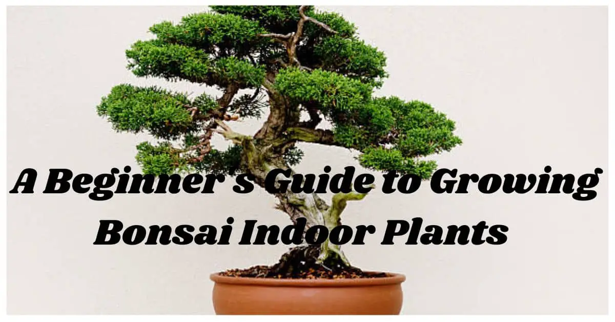 A Beginner's Guide to Growing Bonsai Indoor Plants