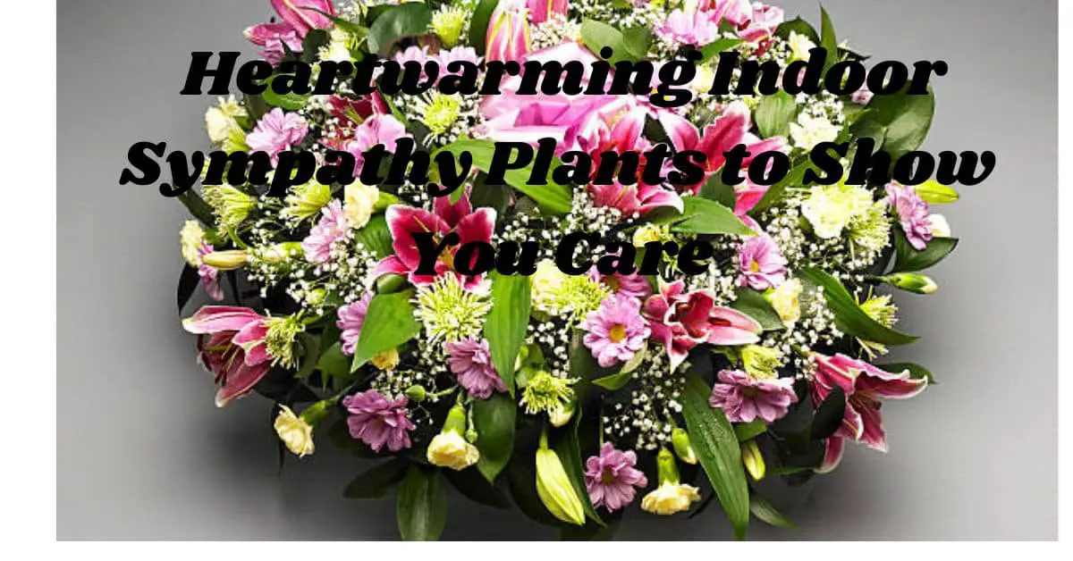 Heartwarming Indoor Sympathy Plants to Show You Care