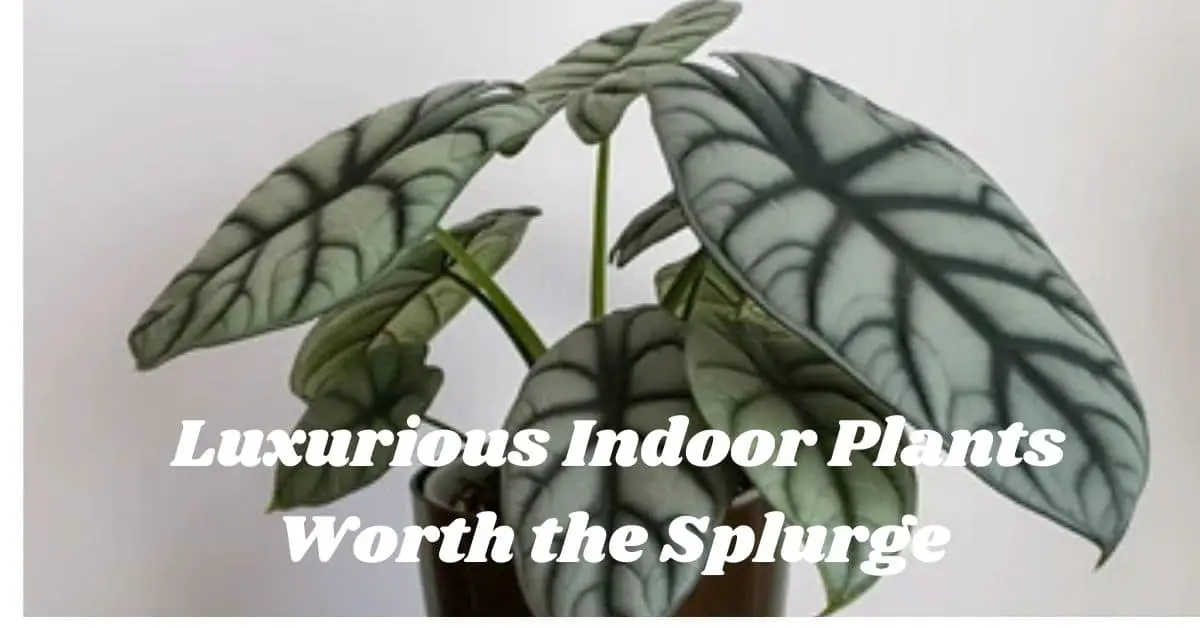 Luxurious Indoor Plants Worth the Splurge