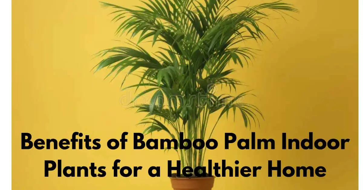 Benefits of Bamboo Palm Indoor Plants for a Healthier Home