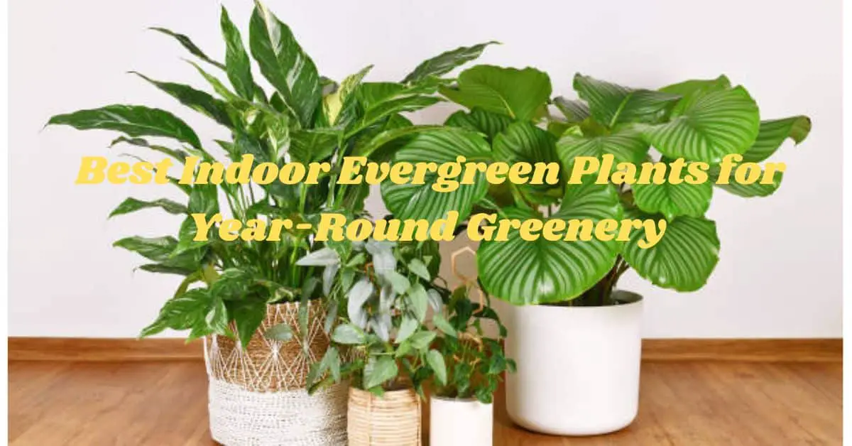 Best Indoor Evergreen Plants for Year-Round Greenery