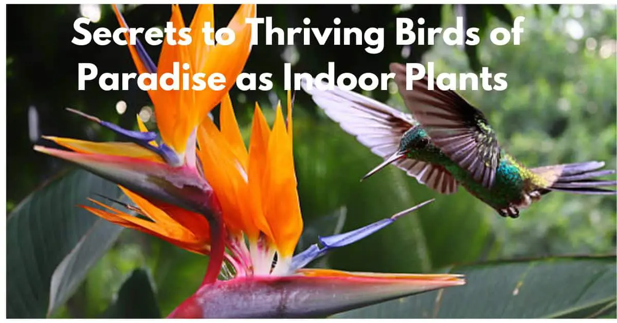 Secrets to Thriving Birds of Paradise as Indoor Plants