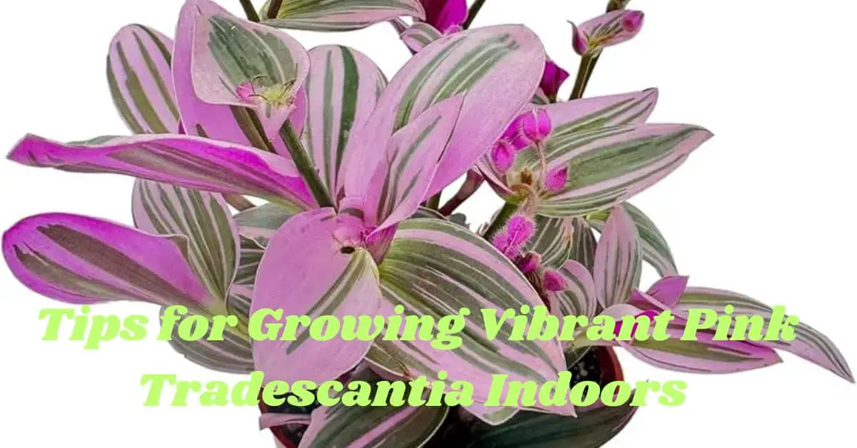 Tips for Growing Vibrant Pink Tradescantia Indoors