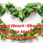 Stunning Heart-Shaped Leaf Indoor Plants to Make Your Home a Love Haven