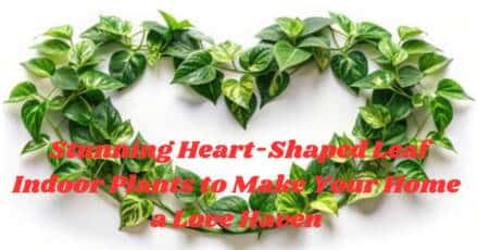 Stunning Heart-Shaped Leaf Indoor Plants to Make Your Home a Love Haven