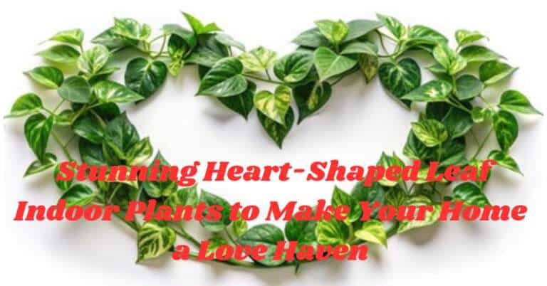 Stunning Heart-Shaped Leaf Indoor Plants to Make Your Home a Love Haven