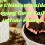 The Ultimate Guide to Choosing Good Soil for Indoor Plants