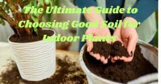 The Ultimate Guide to Choosing Good Soil for Indoor Plants