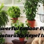 : 7 Powerful Indoor Plants That Naturally Repel Insects