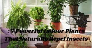 7 Powerful Indoor Plants That Naturally Repel Insects