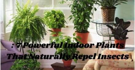 7 Powerful Indoor Plants That Naturally Repel Insects