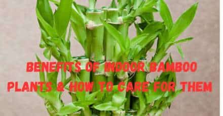 5 Powerful Benefits of Indoor Bamboo Plants & How to Care for Them