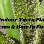 5 Indoor Yucca Plant Problems & How to Fix Them