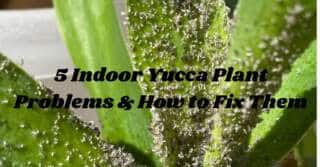 5 Indoor Yucca Plant Problems & How to Fix Them