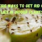 7 Surefire Ways to Get Rid of Fruit Flies in Indoor Plants