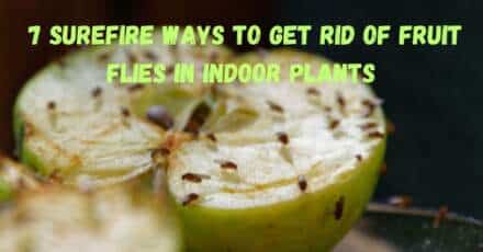 7 Surefire Ways to Get Rid of Fruit Flies in Indoor Plants