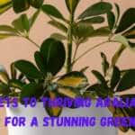 5 Secrets to Thriving Aralia Indoor Plants for a Stunning Green Space