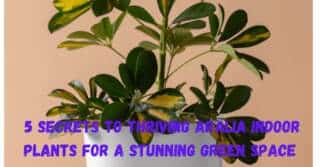 5 Secrets to Thriving Aralia Indoor Plants for a Stunning Green Space