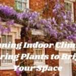 Stunning Indoor Climbing Flowering Plants to Brighten Your Space