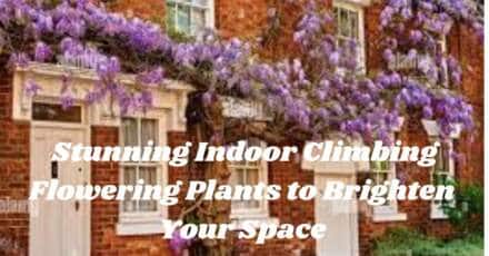  Stunning Indoor Climbing Flowering Plants to Brighten Your Space