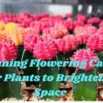 Stunning Flowering Cactus Indoor Plants to Brighten Your Space