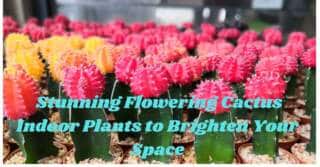  Stunning Flowering Cactus Indoor Plants to Brighten Your Space