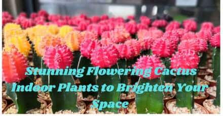  Stunning Flowering Cactus Indoor Plants to Brighten Your Space