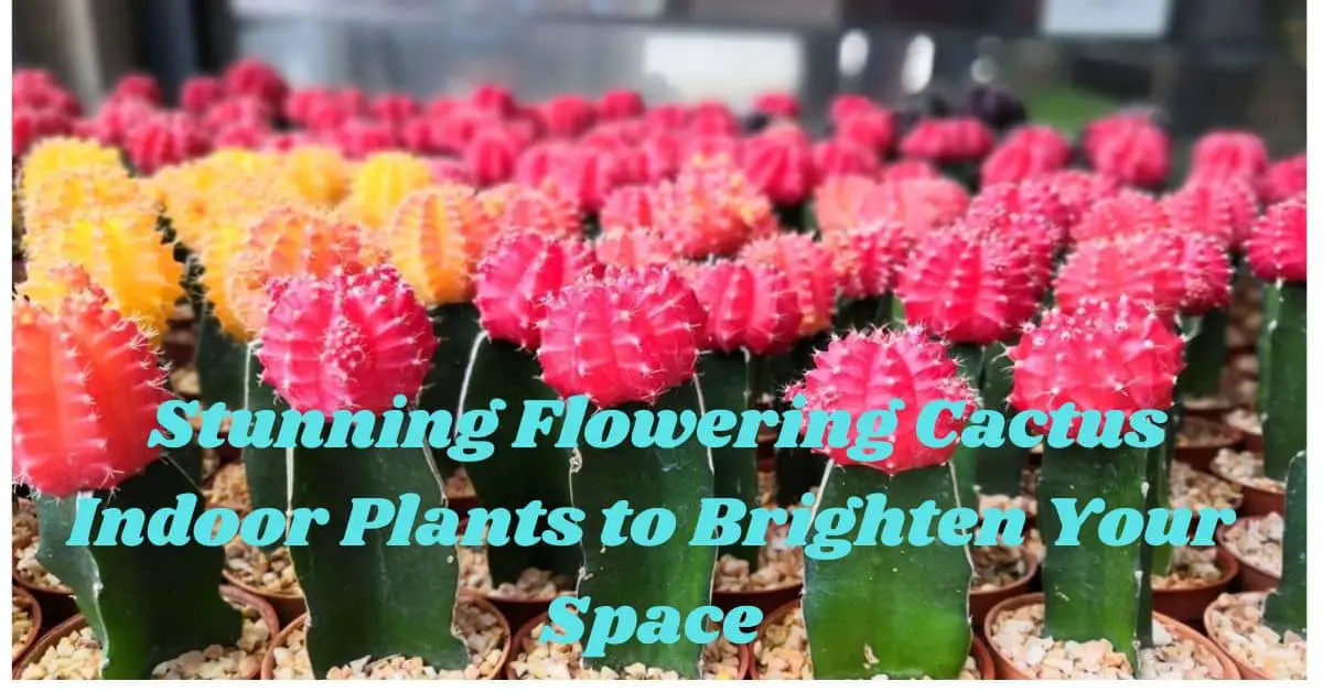 Stunning Flowering Cactus Indoor Plants to Brighten Your Space