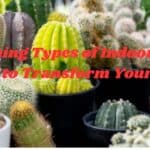 7 Stunning Types of Indoor Cactus Plants for Your Home