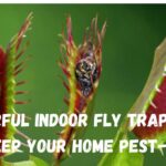 5 Powerful Indoor Fly Trap Plants to Keep Your Home Pest-Free